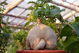 Image result for Pyrenacantha