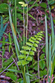 Image result for Anemiaceae