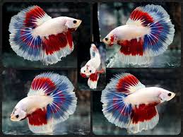 The retina of the human eye has three types of cones, which are able to perceive the three primary colors such as red, green, and blue. Live Betta Fish Merica Red White Blue Rthm Rosetail Halfmoon Male F663 Betta Fish Bettafish Betta Betta Fish Beautiful Fish