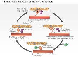 Sarcomere Definition Structure Sliding Filament Theory Plasma Membrane Basement Membrane Filament