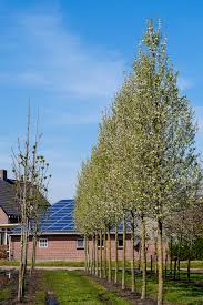 Image result for Pycreus permutatus