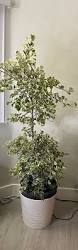 Image result for Ficus triangularis