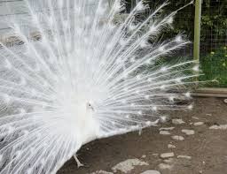 Bird Eggs For Sale In India 2 Peafowl Hatching Eggs Eggs Peafowl Eggs Hatching Eggs Hatching Eggs For Sale Family Farm