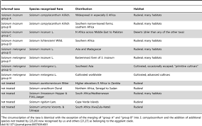 Image result for Solanum campylacanthum 'incanum type'