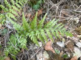 Image result for Asplenium gemmascens
