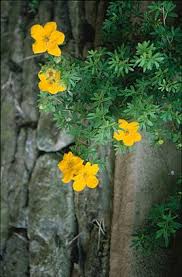 Shrubby Cinquefoil Goldfinger H 1 1 5 S 0 5 1 Colour Summer And Autumn Shrubs Garden Inspiration Small Gardens