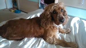 Black And Tan Cocker Spaniel Show Tinkerbella Showtime Sparkles Show Cocker Spaniel