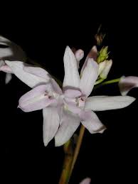 Image result for Polystachya aconitiflora