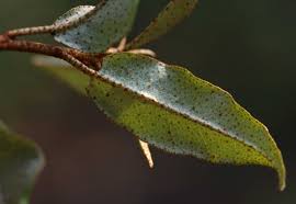 Image result for Croton pseudopulchellus