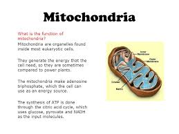 Maybe you would like to learn more about one of these? Why Does A Plant Cell Need A Mitochondria