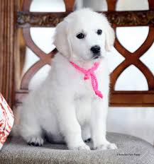 Proven tips from dog experts that has worked for more than 875,000 dog owners worldwide. White Golden Retriever Pups English Akc Certified Holistic Breeder Nj Ny Pa Ct Md Ma De Ri Ca Az Tx Nh Fl