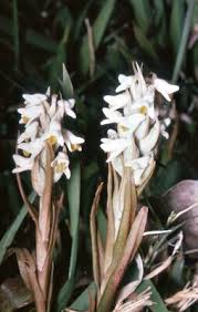 Image result for Zeuxine africana