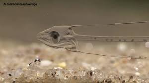 Transparent fish (leptocephalus)