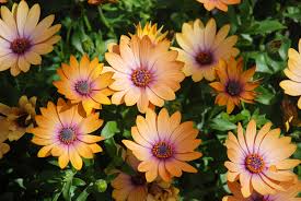 Image result for Dimorphotheca