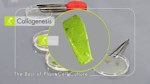 Plan is to culture different type of aquatic plant mainly species of bucephalandra and anubias. Plant Cell Culture Sustainable Manufacture Of Active Ingredients Croda Personal Care