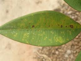 Www Thefrangipaniman Com Gpage3 Html Plumeria Care Plumeria Plant Diseases