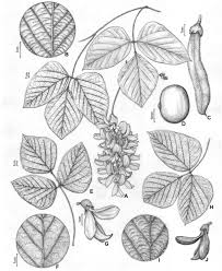 Image result for Mucuna poggei