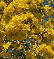 Pin On Flowering Trees Of Treeworld For South Florida