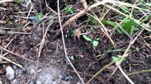 Like mint and cinnamon, bees are repelled by the scent of vanilla and also the alcohol it contains. Bumblebee Removal From Ground Nest Youtube