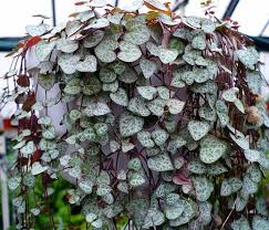 A planta, que conquistou o coração de todos pela sua praticidade, facilidade de manutenção e beleza, é encontrada em diferentes tamanhos e formatos. Plantasonya Coracoes Emaranhados Ceropegia Woodii Facebook