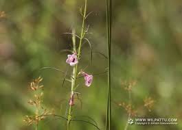 Image result for Sopubia lanata