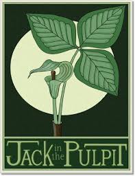 Jack In The Pulpit Tile By Wildflower Graphics Art Deco Flowers Flower Art Botanical Art