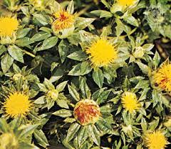 Safflower Plant Britannica