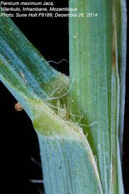 Image result for Panicum maximum