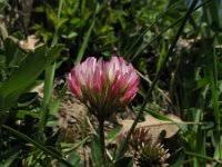 Image result for Trifolium spumosum