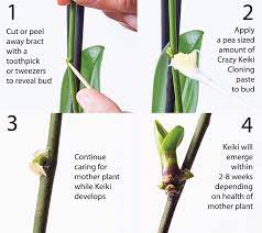 Orchid keiki paste is a phytohormone which induces growth in the node of a phalaenopsis inflorescence. Applying Keiki Paste Mother Plant Keiki Baby Orchid