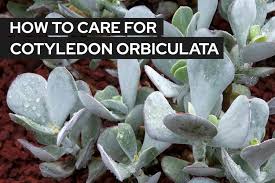 Image result for Cotyledon orbiculata