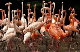 Here's what good people of picked for you jigsaw puzzle lovers Free Flamingo Jigsaw Picture Print And Make Your Own Jigsaw
