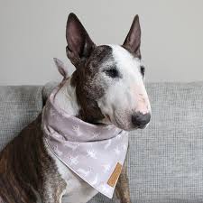 We did not find results for: Neckerchief For Dogs Bull Terrier Yoga Bully Girl Dog Shop