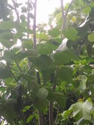 Lythraceae daun galian sinset, membersihkan darah kotor 13. X El Dee A Twitter Manfaat Daun Dadap Serep Sebagai Obat Rumahan Nama Ilmiah Dari Dadap Serep Adalah Erytrina Variegata Atau Erythrina Hypaphorus Boerl Tergolong Ke Dalam Keluarga Polong Polongan