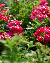 Image result for Verbena × hybrida