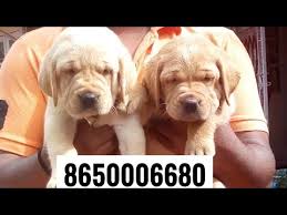 Check spelling or type a new query. Patna Dog Labrador For Sale At 8650006680 In Patna Bihar Jharkhand Pet Shop Dog House Pet Care Youtube