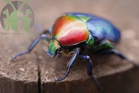 Image result for Kotschya speciosa