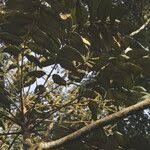 Image result for Polyscias fulva