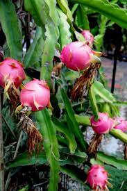 3 harvesting dragon fruit at the appropriate time. Dragon Fruit Plants Pitaya How To Grow White On Rice Couple