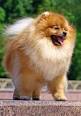 Teddy Bear Puppies for Sale in Kentucky!