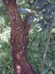 Image result for Warburgia ugandensis