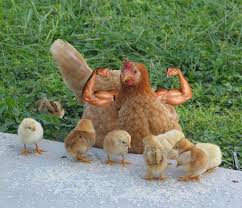 Birds With Human Arms Video Gallery Of Birds With Human Arms Photoshopped Animals What Is A Bird Funny Animals
