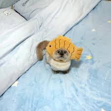 There's a cat in the bed. 🐱 - - - cr:xiaojie #siamesecat #siamese #cutecat  #cathat #cathats #hat #cats #cat #catlover #catoftheday | Instagram