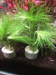 Image result for Eriocaulon setaceum