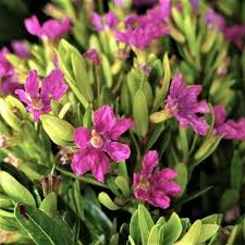 Image result for Cuphea hyssopifolia