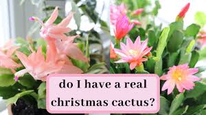 The difference between christmas cactus and thanksgiving cactus (with pictures). Thanksgiving Cactus Vs Christmas Cactus Forcing Cactus To Bloom Youtube
