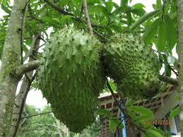 L Arbre Graviola Vient Des Profondeurs De La Foret Amazonienne Des Recherches En Laboratoire Ont Montre Que Des Extrait Sante Remedes Naturels Sante Nutrition