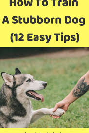 How To Train A Stubborn Dog 12 Easy Tips Dog Training Dog Training Tips Training A Dog Dog O Dog Training Dog Training Obedience Easiest Dogs To Train
