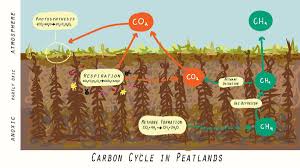 Lapisan ozon berfungsi membuat suhu bumi menjadi lebih stabil, sehingga dapat mengurangi pemanasan global seperti mengurangi pencairan es nitrogen (n2) yang masuk ke dalam atmosfer berasal dari letusan gunung api dan peluruhan sisa dari hasil pertanian. Alih Fungsi Lahan Gambut Wikipedia Bahasa Indonesia Ensiklopedia Bebas