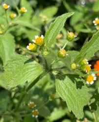 Image result for Galinsoga